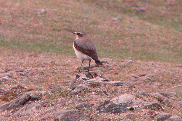 Northern Wheatear