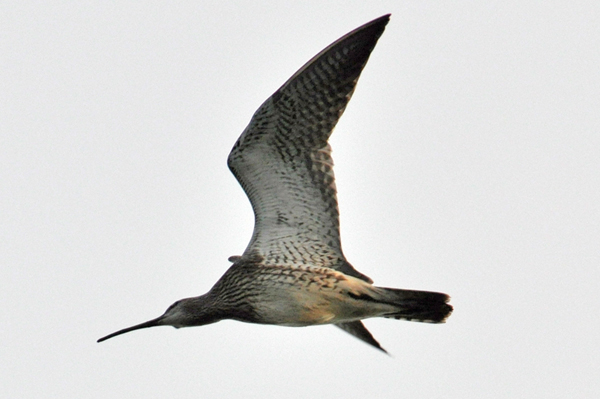 Whimbrel