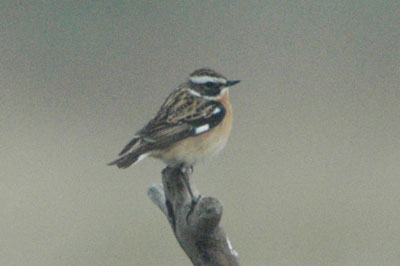 Whinchat