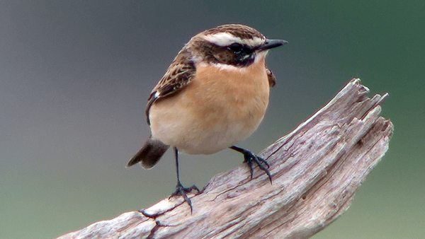 Whinchat