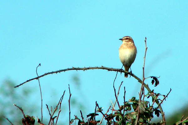 whinchat