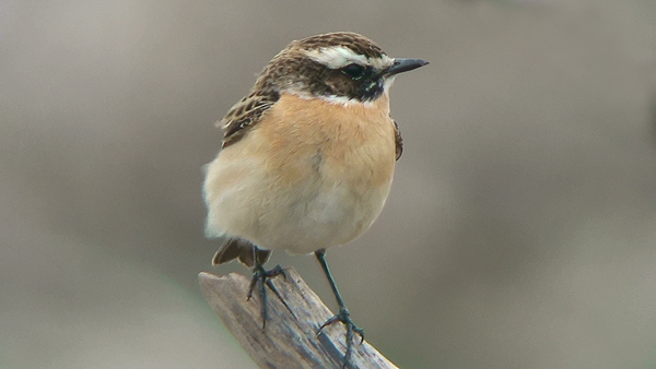 Whinchat