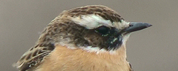 Whinchat
