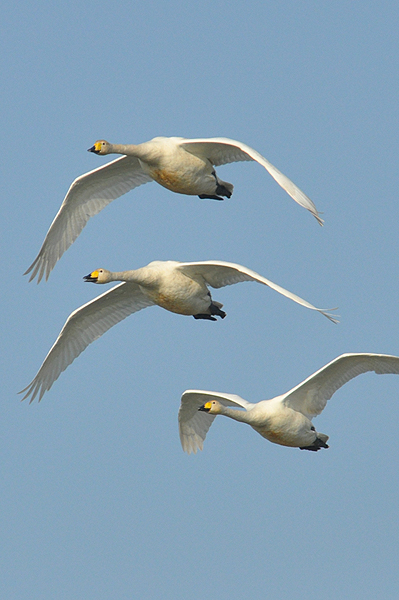 Whooper Swan