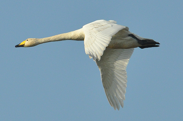 Whooper Swan