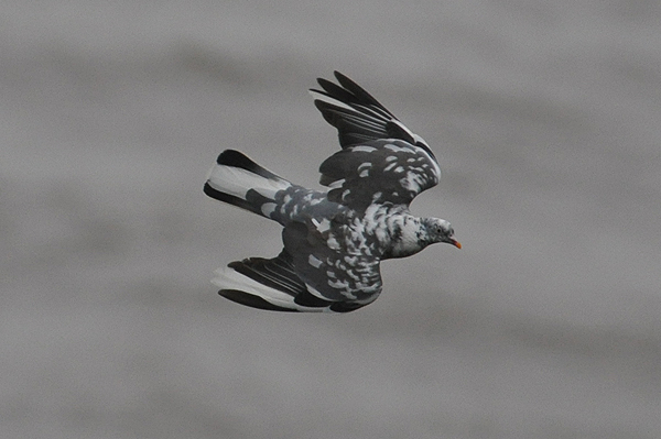 Woodpigeon