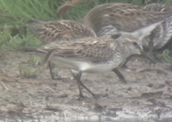 White-rumped Sandpiper