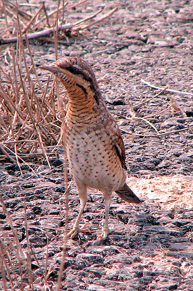 Photo of Wryneck