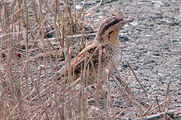 Photo of Wryneck