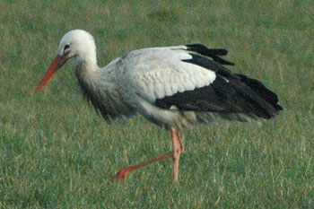 White Stork