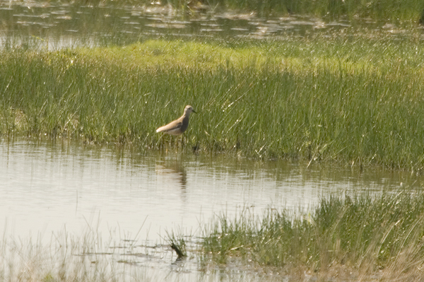 White-tailed Plover Caerlaverock