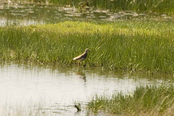 White-tailed Plover Caerlaverock