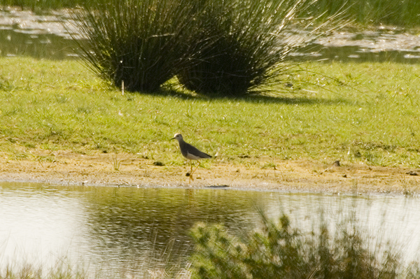 White-tailed Plover Caerlaverock