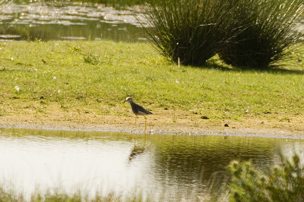 White-tailed Plover Caerlaverock