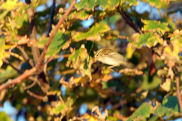 yellow-browed warbler