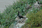 Cormorant on nest