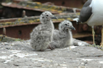 Lesser black-back Gull chicks