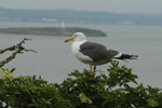 Lesser black-back Gull