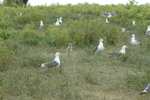 Lesser black-back Gulls on island platteau