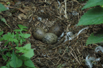 Lesser black-back Gull nest