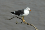 Lesser black-back Gull
